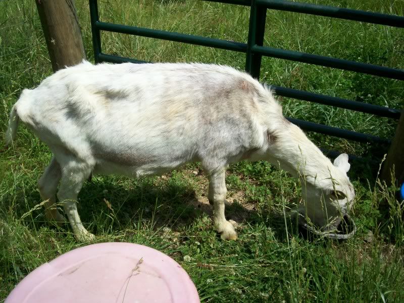 Done a dumb thing need advise please. - Goats