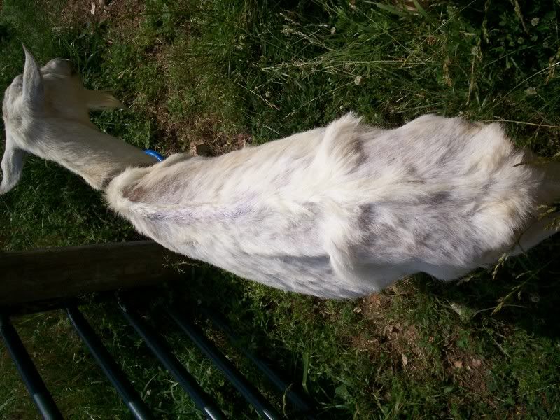 Done a dumb thing need advise please. - Goats