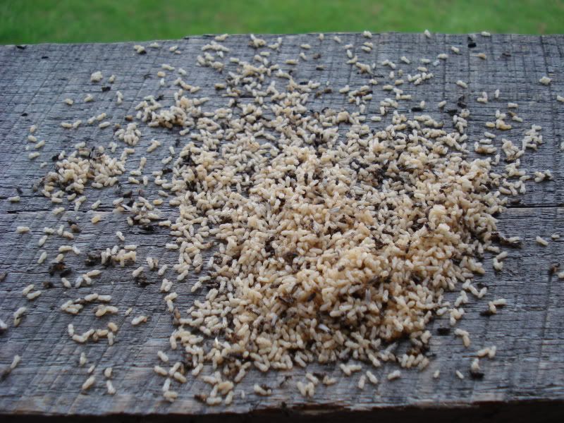 Ants!!!!!!! - Homesteading Questions
