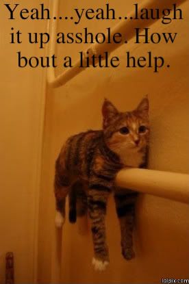 Stuck cat Pictures, Images and Photos