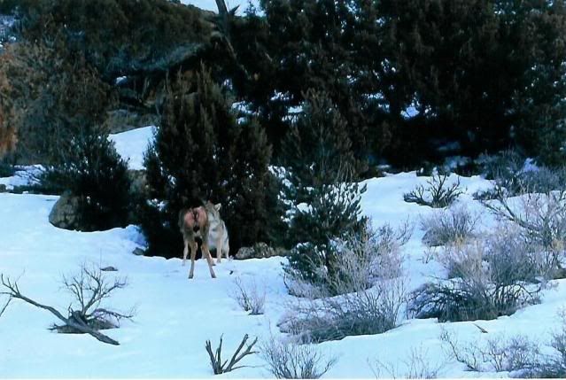 coyote4.jpg