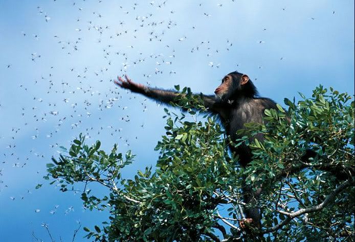 National Geographic's Best Pictures of the Year