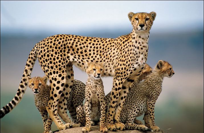 National Geographic's Best Pictures of the Year