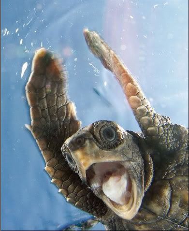 National Geographic's Best Pictures of the Year