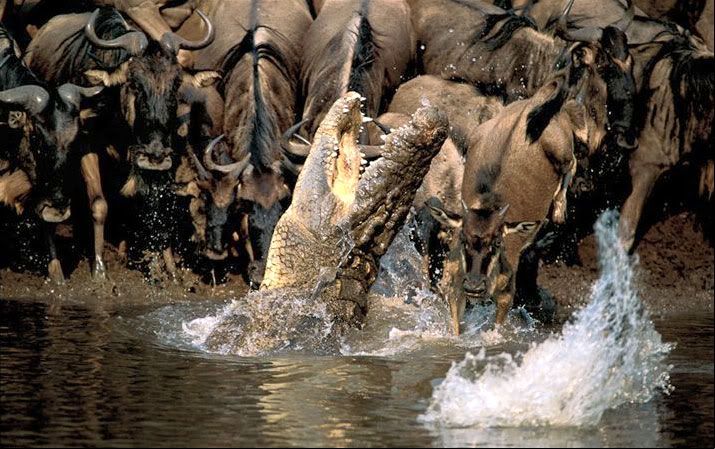 National Geographic's Best Pictures of the Year