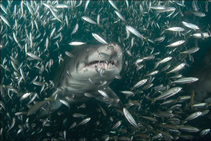 National Geographic's Best Pictures of the Year