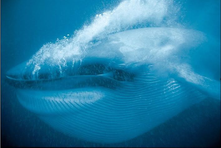 National Geographic's Best Pictures of the Year