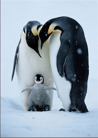 National Geographic's Best Pictures of the Year