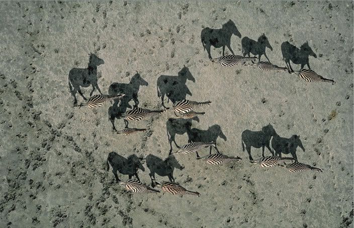 National Geographic's Best Pictures of the Year