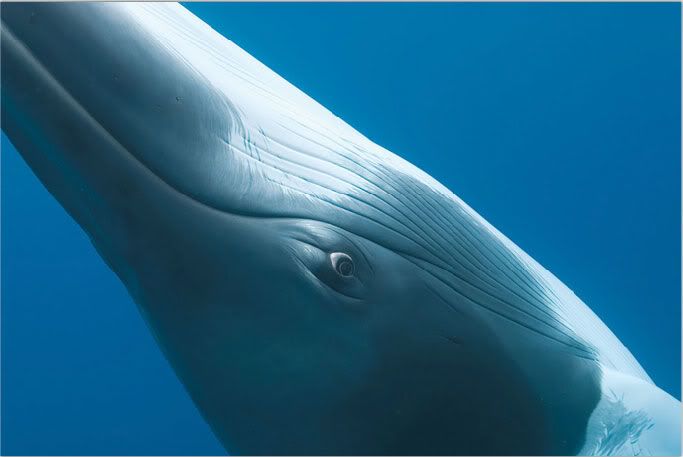 National Geographic's Best Pictures of the Year