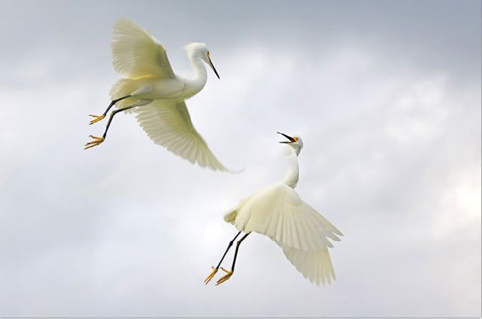National Geographic's Best Pictures of the Year