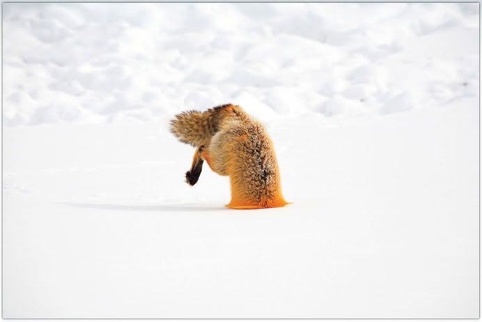National Geographic's Best Pictures of the Year