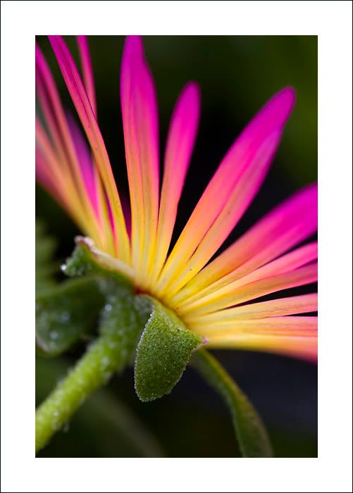 Beautiful Flowers Blooms -2