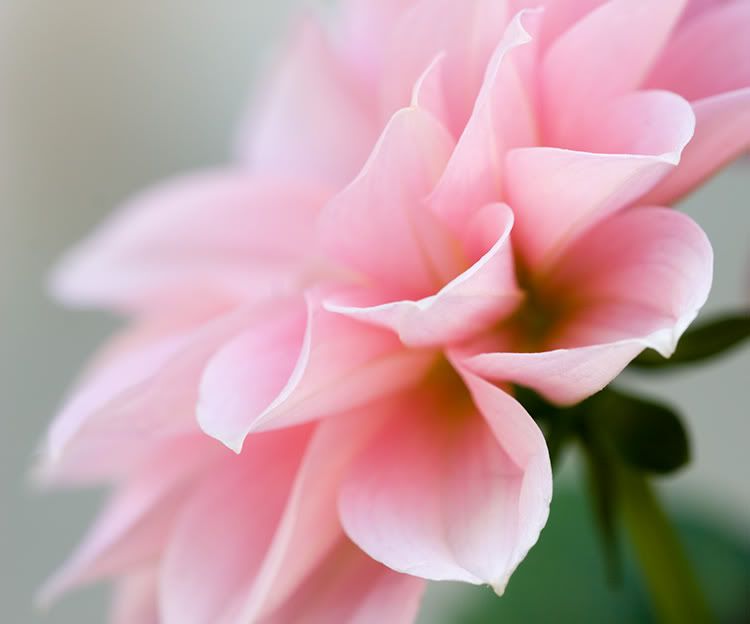 Beautiful Flowers Blooms