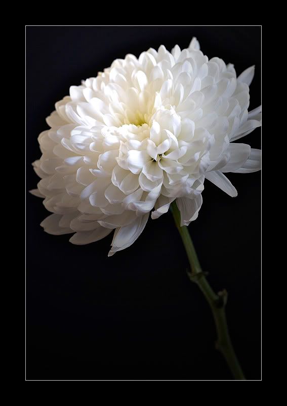 Beautiful Flowers Blooms -2