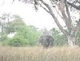 MapulaElephant.jpg image by oceandavid