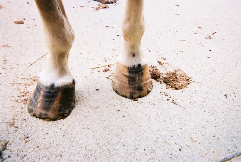 Rough Ridges on hooves UPDATE W/ PICS Horsetopia Forum