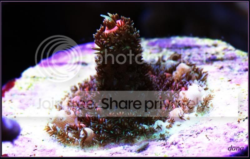 Rommels Original Rainbow Acro Pics? - Reef Central Online Community