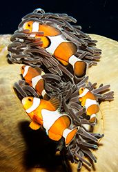 photo ClownFish_small_zps9db13072.jpg