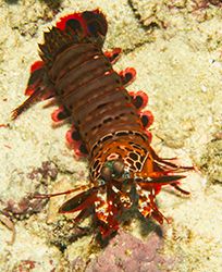 photo MantisShrimp_small_zpsa169021c.jpg