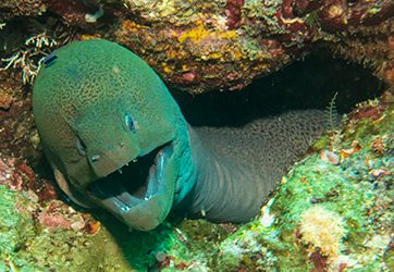 photo MorayEel_small_zpsc76c3d27.jpg