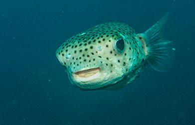 photo PorcupineFish_small_zpse39bc154.jpg