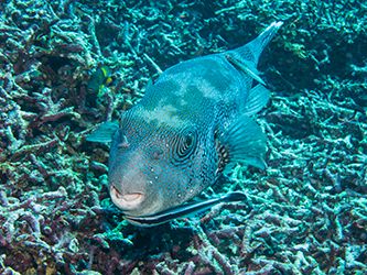 photo PufferFish1_small_zpsf9602bdb.jpg