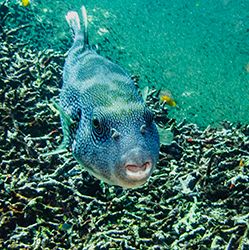 photo PufferFish2_small_zpsad84ce54.jpg